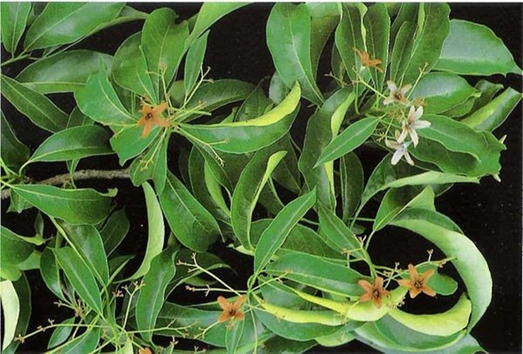 Cordia goeldiana &copy; Dominio Público