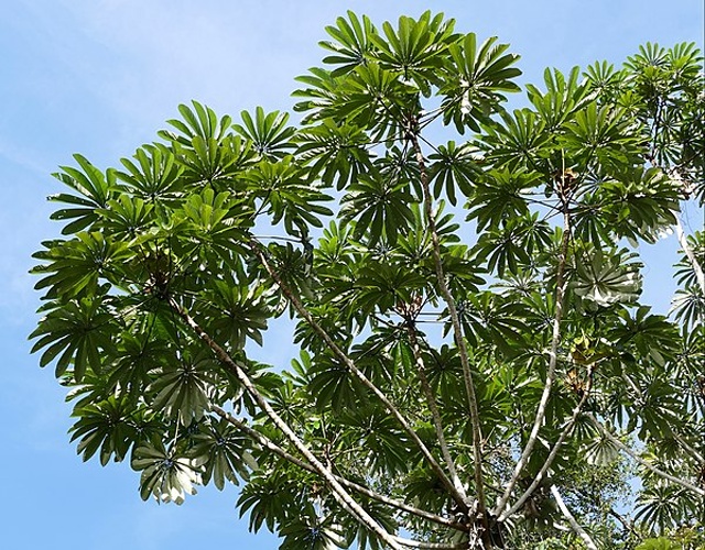 Cecropia sciadophylla &copy; <a rel="nofollow" class="external text" href="https://www.flickr.com/people/65695019@N07">Bernard DUPONT</a> from FRANCE