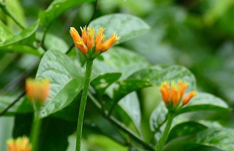 Gurania reticulata © <a rel="nofollow" class="external text" href="https://www.flickr.com/people/65695019@N07">Bernard DUPONT</a> from FRANCE