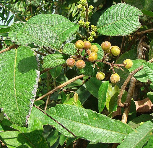 Davilla nitida &copy; <a rel="nofollow" class="external text" href="https://www.flickr.com/people/92252798@N07">Dick Culbert</a> from Gibsons, B.C., Canada