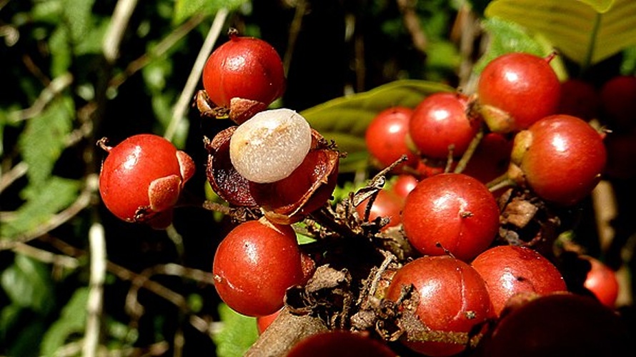 Doliocarpus dentatus © <a rel="nofollow" class="external text" href="https://www.flickr.com/people/12589168@N00">Alex Popovkin, Bahia, Brazil</a> from Brazil