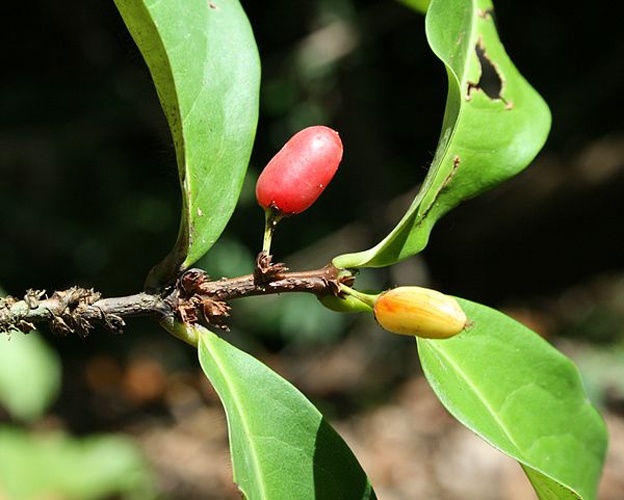 Erythroxylum kapplerianum &copy; <a href="//commons.wikimedia.org/wiki/User:Vojt%C4%9Bch_Zavadil" title="User:Vojtěch Zavadil">Vojtěch Zavadil</a>