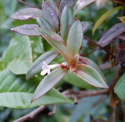 Codonanthe crassifolia &copy; <a rel="nofollow" class="external text" href="https://www.flickr.com/people/68587888@N00">cpf1 / Christian Feuillet</a>
