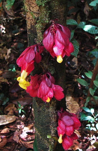Drymonia coccinea &copy; <a rel="nofollow" class="external text" href="https://www.flickr.com/people/92252798@N07">Dick Culbert</a> from Gibsons, B.C., Canada