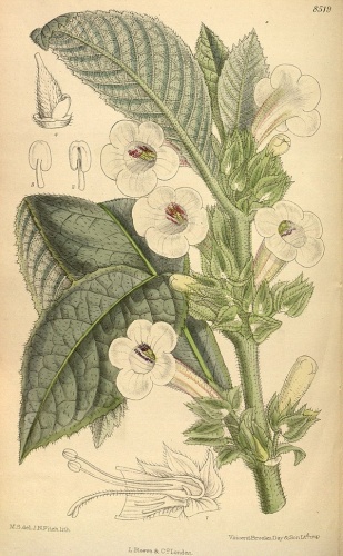 Nautilocalyx pallidus &copy; <a href="https://en.wikipedia.org/wiki/Matilda_Smith" class="extiw" title="en:Matilda Smith">M.S.</a> del, <a href="https://en.wikipedia.org/wiki/John_Nugent_Fitch" class="extiw" title="en:John Nugent Fitch">J.N.Fitch</a>, lith.