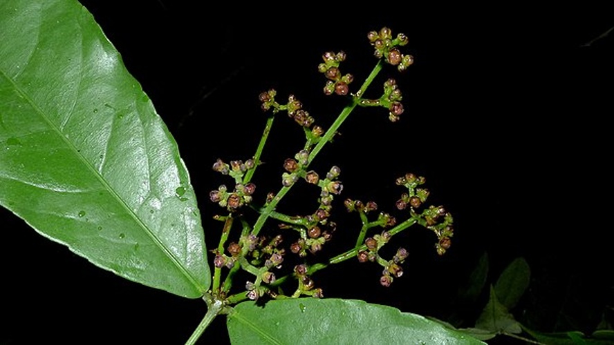 Cheiloclinium cognatum © <a rel="nofollow" class="external text" href="https://www.flickr.com/people/12589168@N00">Alex Popovkin, Bahia, Brazil</a>