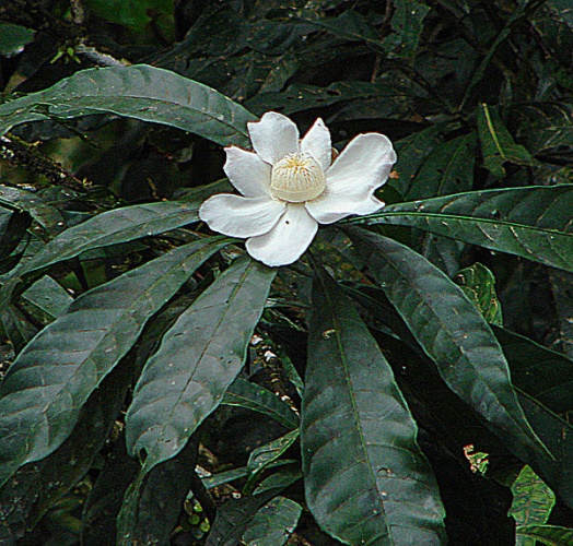 Gustavia hexapetala © <a rel="nofollow" class="external text" href="https://www.flickr.com/people/92252798@N07">Dick Culbert</a> from Gibsons, B.C., Canada