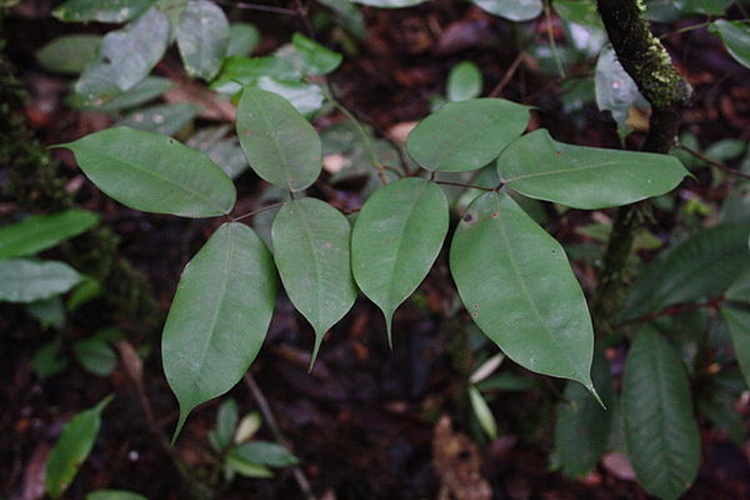 Eperua falcata © <a href="//commons.wikimedia.org/wiki/User:Xorxar" title="User:Xorxar">Xorxar</a>