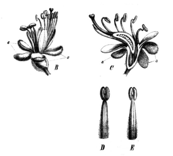 Peltogyne paniculata &copy; Paul Hermann Wilhelm Taubert (1862-1897)