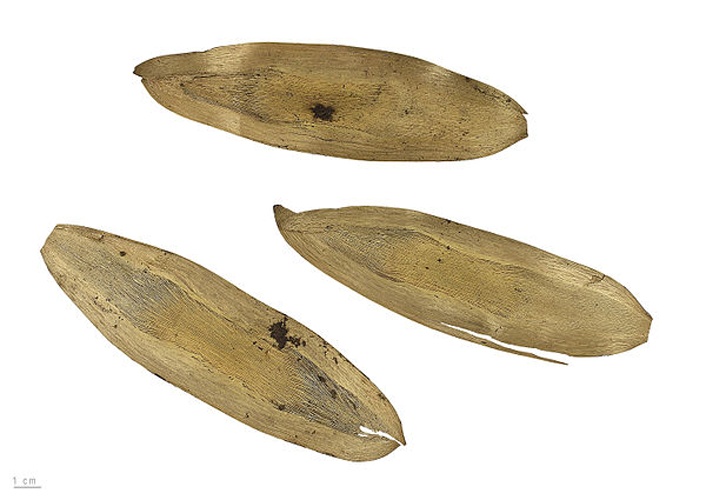 Tachigali melinonii &copy; <div class="fn value">
<a href="//commons.wikimedia.org/wiki/User:Erc%C3%A9" title="User:Ercé">Roger Culos</a>
</div>