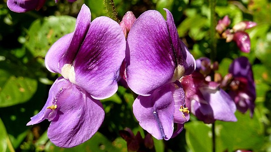 Dioclea virgata © <a rel="nofollow" class="external text" href="https://www.flickr.com/people/12589168@N00">Alex Popovkin, Bahia, Brazil</a> from Brazil