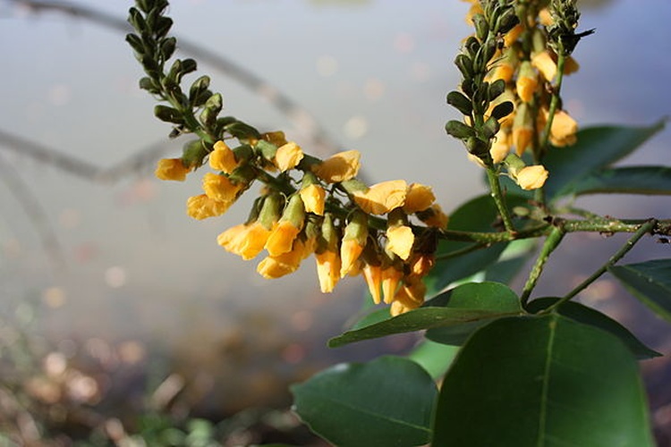 Pterocarpus santalinoides © <a href="//commons.wikimedia.org/wiki/User:Marco_Schmidt" title="User:Marco Schmidt">Marco Schmidt</a> <a rel="nofollow" class="external autonumber" href="http://www.senckenberg.de/root/index.php?page_id=1750&amp;preview=true">[1]</a>
