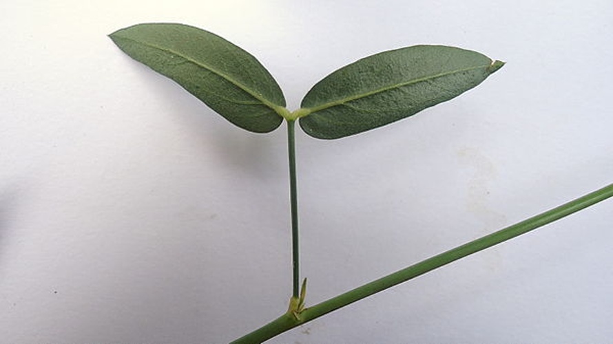 Zornia latifolia © <a rel="nofollow" class="external text" href="https://www.flickr.com/people/12589168@N00">Alex Popovkin</a>