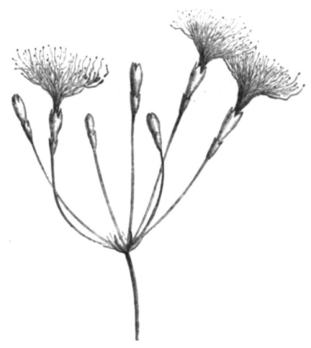 Inga umbellifera &copy; Paul Hermann Wilhelm Taubert (1862-1897)