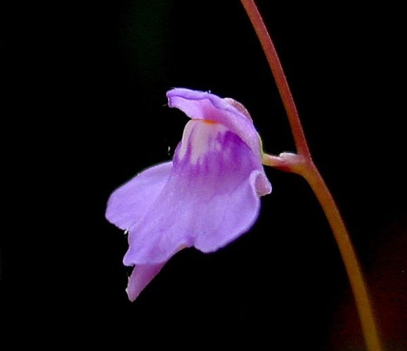 Utricularia amethystina © No machine-readable author provided. <a href="//commons.wikimedia.org/wiki/User:NoahElhardt" title="User:NoahElhardt">NoahElhardt</a> assumed (based on copyright claims).