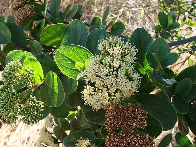 Antonia ovata &copy; <a rel="nofollow" class="external text" href="https://www.flickr.com/people/43216777@N04">João Medeiros</a>