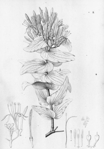 Psittacanthus cordatus © Martius