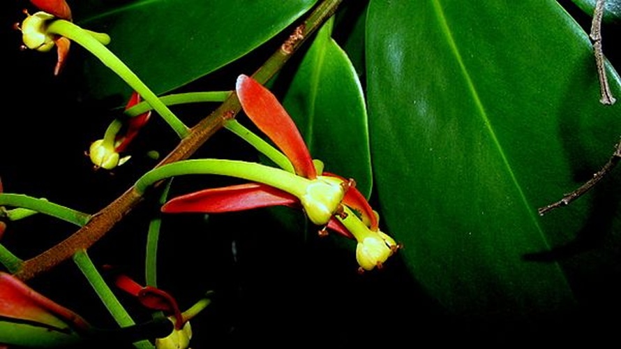Souroubea guianensis © <a rel="nofollow" class="external text" href="https://www.flickr.com/people/12589168@N00">Alex Popovkin, Bahia, Brazil</a> from Brazil