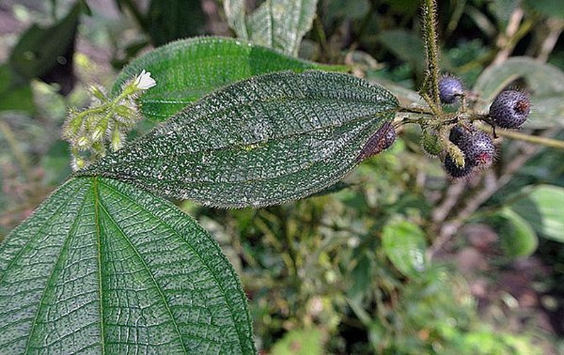Clidemia dentata © <a rel="nofollow" class="external text" href="https://www.flickr.com/people/92252798@N07">Dick Culbert</a> from Gibsons, B.C., Canada