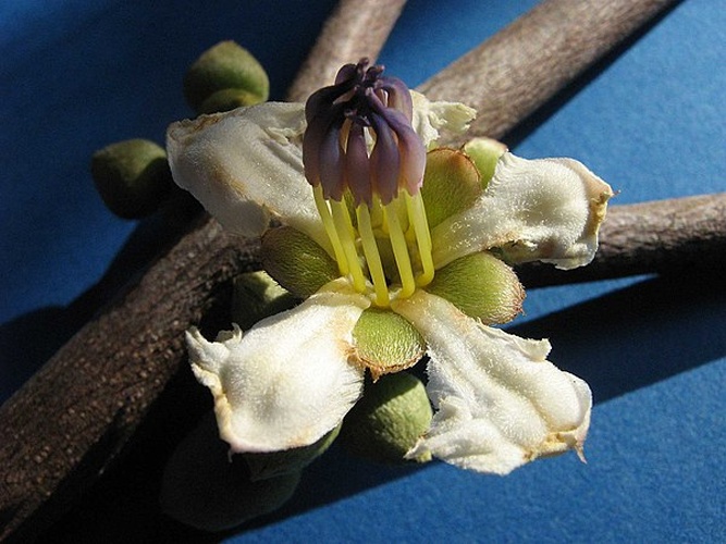 Henriettea succosa © <a rel="nofollow" class="external text" href="https://www.flickr.com/people/12589168@N00">Alex Popovkin, Bahia, Brazil</a> from Brazil