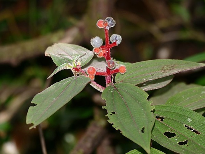 Miconia ceramicarpa © <a rel="nofollow" class="external text" href="https://www.flickr.com/people/65695019@N07">Bernard DUPONT</a> from FRANCE