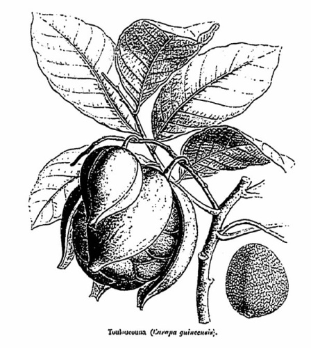 Carapa procera &copy; <span lang="en">Unknown</span>