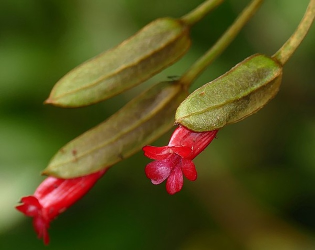 Mendoncia hoffmannseggiana &copy; <a rel="nofollow" class="external text" href="https://www.flickr.com/people/65695019@N07">Bernard DUPONT</a> from France