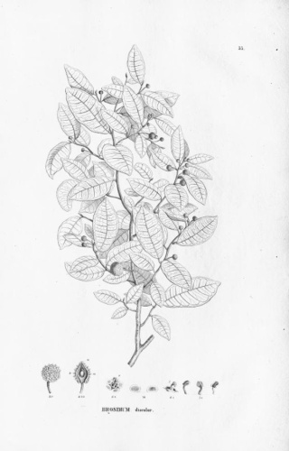 Brosimum guianense © Carl Friedrich Philipp von Martius (1794-1868)