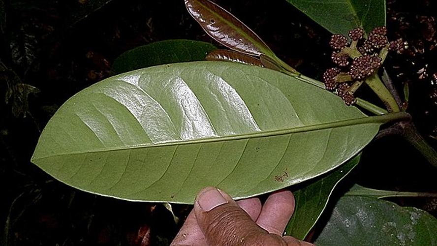 Neea floribunda © <a rel="nofollow" class="external text" href="https://www.flickr.com/people/12589168@N00">Alex Popovkin, Bahia, Brazil</a> from Brazil