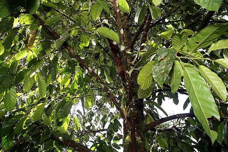 Minquartia guianensis © Photo by David J. Stang