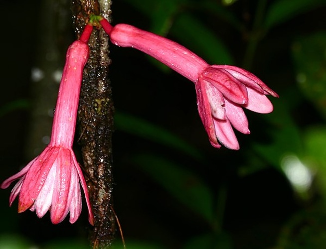 Passiflora amoena © <a rel="nofollow" class="external text" href="https://www.flickr.com/people/65695019@N07">Bernard DUPONT</a> from FRANCE