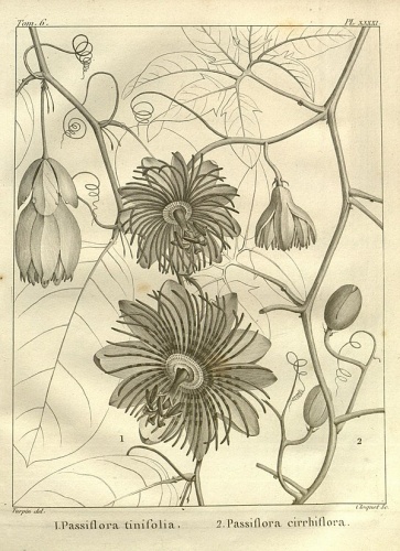 Passiflora cirrhiflora © Jussieu, A.L. de
