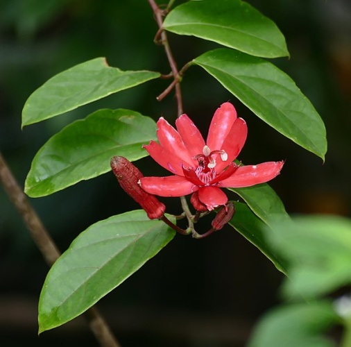 Passiflora glandulosa © <a rel="nofollow" class="external text" href="https://www.flickr.com/people/65695019@N07">Bernard DUPONT</a> from FRANCE