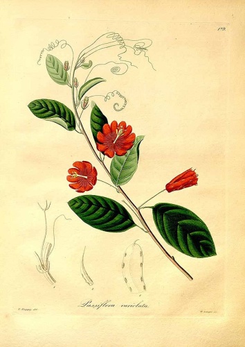 Passiflora variolata © Poeppig