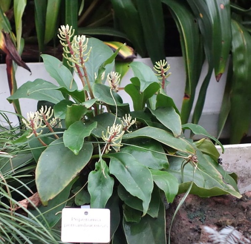 Peperomia pernambucensis &copy; <a href="//commons.wikimedia.org/wiki/User:Daderot" title="User:Daderot">Daderot</a>