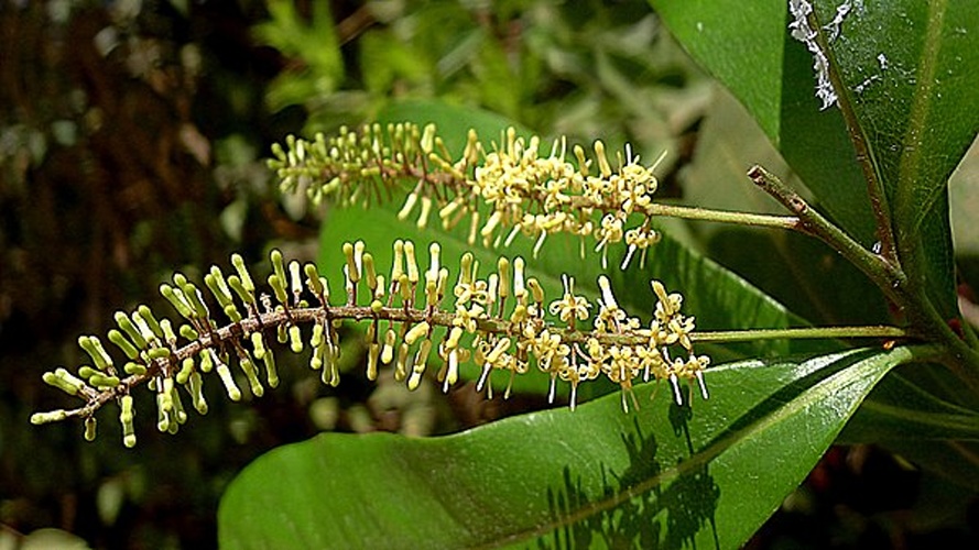 Panopsis rubescens &copy; <a rel="nofollow" class="external text" href="https://www.flickr.com/people/12589168@N00">Alex Popovkin, Bahia, Brazil</a> from Brazil