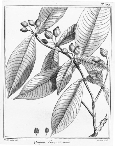 Quiina guianensis © Jean Baptiste Christian Fusée-Aublet (1720-1778)