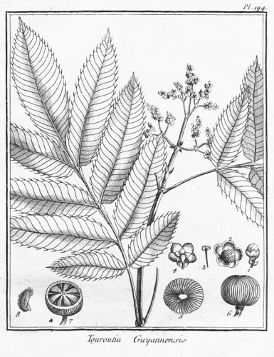 Touroulia guianensis © Jean Baptiste Christian Fusée-Aublet (1720-1778)