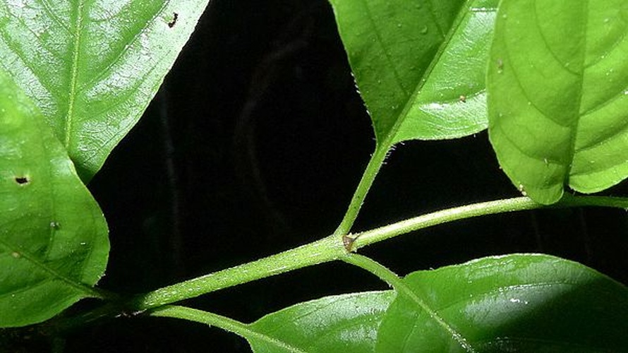 Chomelia tenuiflora © <a rel="nofollow" class="external text" href="https://www.flickr.com/people/12589168@N00">Alex Popovkin, Bahia, Brazil</a> from Brazil