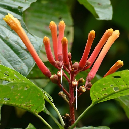 Isertia coccinea &copy; <a rel="nofollow" class="external text" href="https://www.flickr.com/people/65695019@N07">Bernard DUPONT</a> from FRANCE