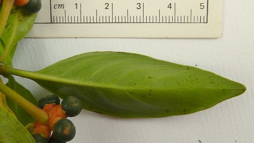 Pagamea guianensis &copy; <a href="//commons.wikimedia.org/w/index.php?title=User:Popovkin&amp;action=edit&amp;redlink=1" class="new" title="User:Popovkin (page does not exist)">Popovkin</a>