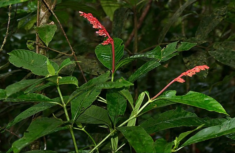Palicourea calophylla © <a rel="nofollow" class="external text" href="https://www.flickr.com/people/65695019@N07">Bernard DUPONT</a> from FRANCE