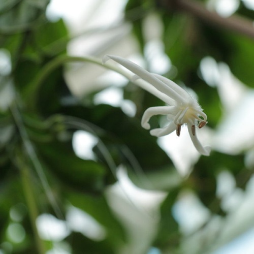 Posoqueria longiflora © <a href="//commons.wikimedia.org/wiki/User:C_T_Johansson" class="mw-redirect" title="User:C T Johansson">C T Johansson</a>