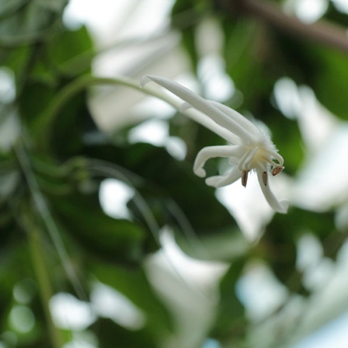 Posoqueria longiflora &copy; <a href="//commons.wikimedia.org/wiki/User:C_T_Johansson" class="mw-redirect" title="User:C T Johansson">C T Johansson</a>