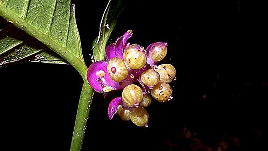 Psychotria platypoda © <a rel="nofollow" class="external text" href="https://www.flickr.com/people/12589168@N00">Alex Popovkin, Bahia, Brazil</a>