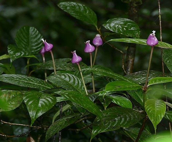 Psychotria urceolata © <a rel="nofollow" class="external text" href="https://www.flickr.com/people/65695019@N07">Bernard DUPONT</a> from FRANCE