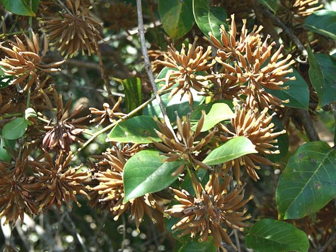 Uncaria guianensis &copy; <a href="//commons.wikimedia.org/wiki/User:Vojt%C4%9Bch_Zavadil" title="User:Vojtěch Zavadil">Vojtěch Zavadil</a>