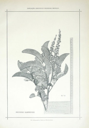 Matayba guianensis © Hoehne, F. C.; Roosevelt-Rondon Scientific Expedition (1913-1914)