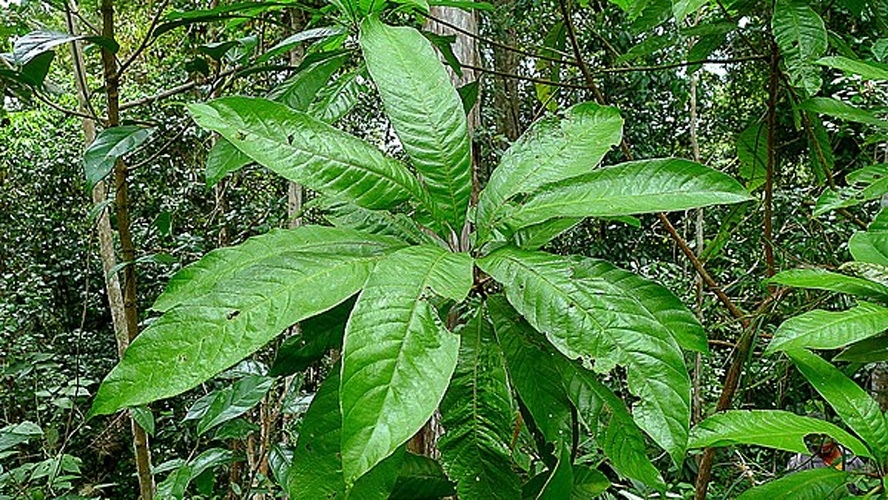 Pouteria torta © <a rel="nofollow" class="external text" href="https://www.flickr.com/people/12589168@N00">Alex Popovkin, Bahia, Brazil</a> from Brazil