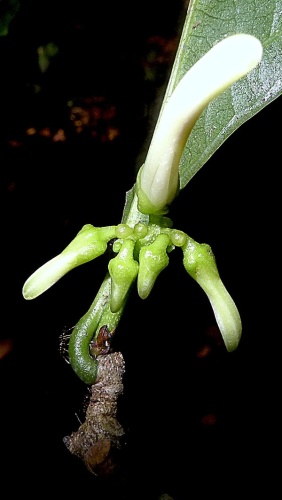 Amphirrhox longifolia © <a rel="nofollow" class="external text" href="https://www.flickr.com/people/12589168@N00">Alex Popovkin, Bahia, Brazil</a> from Brazil